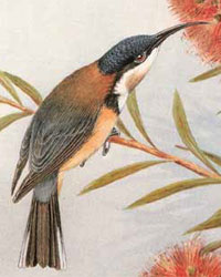 Photo Eastern Spinebill
