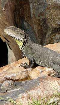 Eastern Water Dragon