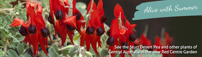 Summer in your Gardens