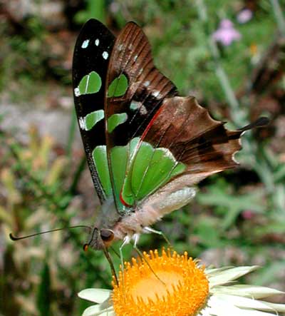 Macleay Swallowtail Butterfly, Photo: � Tony Woods
