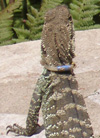 Water Dragon with collar