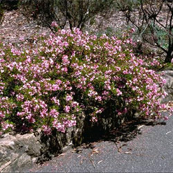 Boronia pinnata