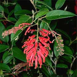 Grevillea rhyolitica