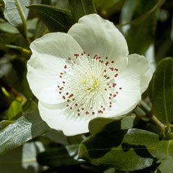Eucryphia lucida (A 678)