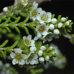 Micromyrtus grandis (&copy; S. Jalaluddin) click to enlarge