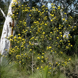 Pomaderris intermedia (au18-76) click to enlarge