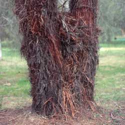 Allocasuarina inophloia