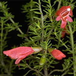 Prostanthera aspalathoides