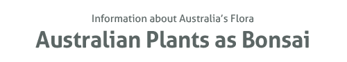 Australian Plants as Bonsai - Information about Australia's flora Australian Plants as Bonsaii - information about Australia's flora