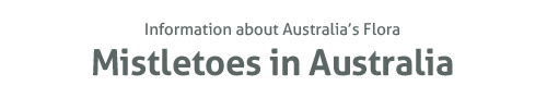 Information about Australia's flora Mistletoes in Australia - information about Australia's flora