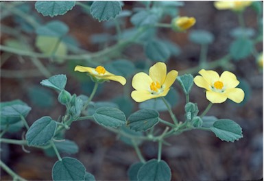 APII jpeg image of Abutilon halophilum  © contact APII