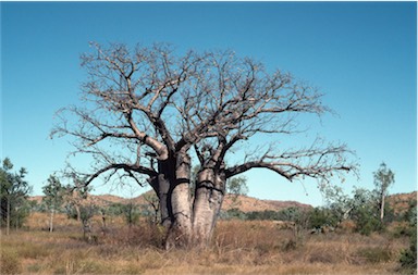 APII jpeg image of Adansonia gregorii  © contact APII