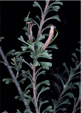 APII jpeg image of Adenanthos ileticos  © contact APII