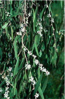 APII jpeg image of Agonis flexuosa  © contact APII