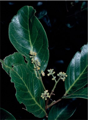 APII jpeg image of Alectryon coriaceus  © contact APII