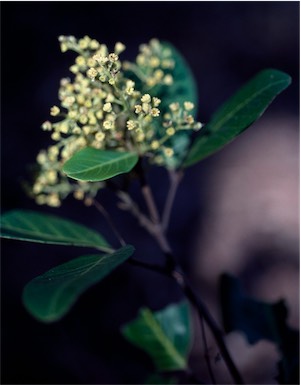 APII jpeg image of Alectryon coriaceus  © contact APII