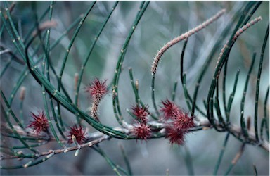 APII jpeg image of Allocasuarina crassa  © contact APII