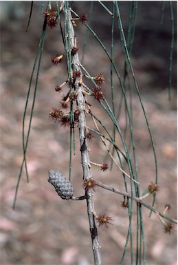 APII jpeg image of Allocasuarina distyla  © contact APII