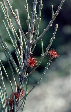 APII jpeg image of Allocasuarina grampiana  © contact APII