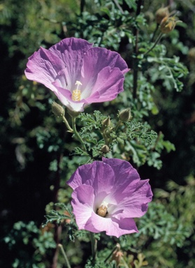 APII jpeg image of Alyogyne huegelii  © contact APII