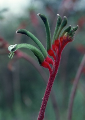 APII jpeg image of Anigozanthos manglesii  © contact APII