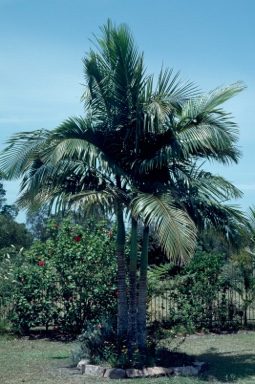 APII jpeg image of Archontophoenix alexandrae  © contact APII