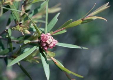 APII jpeg image of Asteromyrtus lysicephala  © contact APII