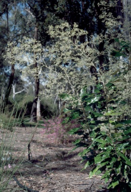 APII jpeg image of Astrotricha latifolia  © contact APII