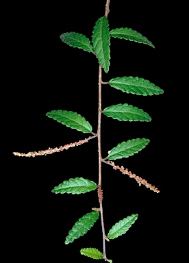 APII jpeg image of Acalypha eremorum  © contact APII