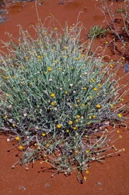 APII jpeg image of Chrysocephalum eremaeum  © contact APII