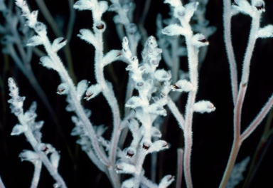 APII jpeg image of Conospermum canaliculatum  © contact APII