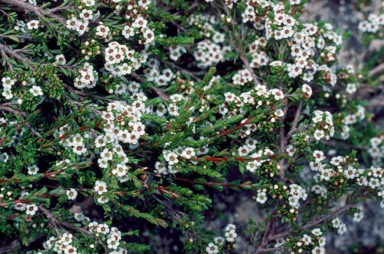 APII jpeg image of Baeckea utilis  © contact APII