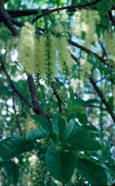 APII jpeg image of Barringtonia calyptrata  © contact APII