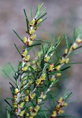 APII jpeg image of Bertya rosmarinifolia  © contact APII