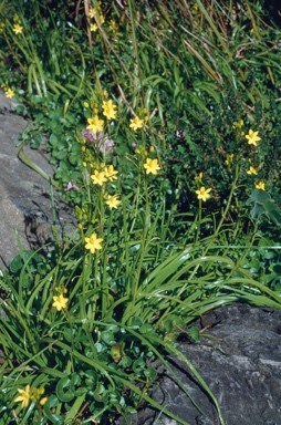APII jpeg image of Bulbine vagans  © contact APII