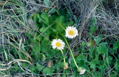 APII jpeg image of Brachyscome decipiens  © contact APII