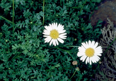 APII jpeg image of Brachyscome segmentosa  © contact APII