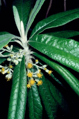 APII jpeg image of Bedfordia arborescens  © contact APII