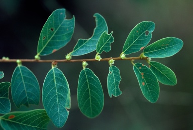 APII jpeg image of Bridelia tomentosa  © contact APII