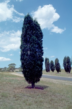 APII jpeg image of Callitris columellaris  © contact APII