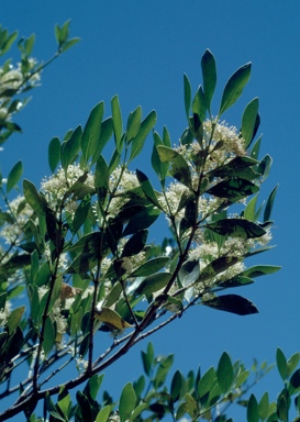 APII jpeg image of Psydrax oleifolia  © contact APII