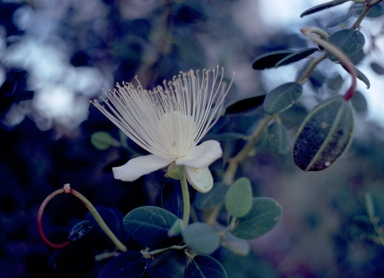 APII jpeg image of Capparis spinosa subsp. nummularia  © contact APII