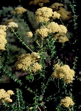 APII jpeg image of Cassinia denticulata  © contact APII