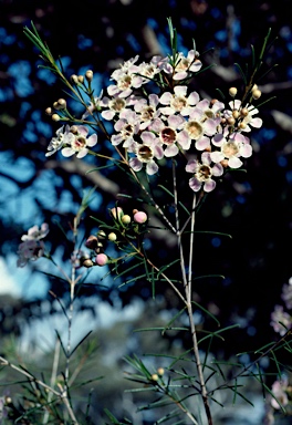 APII jpeg image of Chamelaucium uncinatum 'Bundara Excelsior'  © contact APII