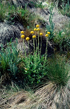 APII jpeg image of Craspedia variabilis  © contact APII