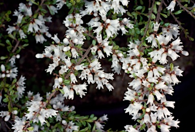 APII jpeg image of Cryptandra spinescens  © contact APII