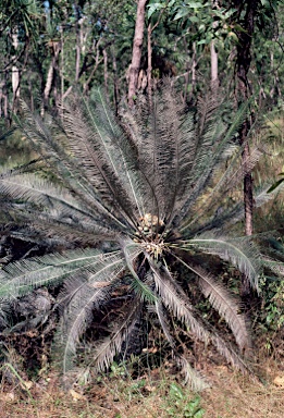 APII jpeg image of Cycas calcicola  © contact APII