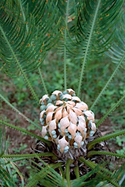 APII jpeg image of Cycas media subsp. media  © contact APII