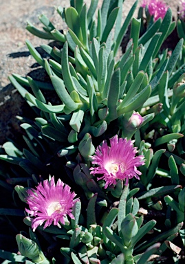 APII jpeg image of Carpobrotus rossii  © contact APII