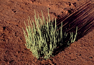 APII jpeg image of Dysphania rhadinostachya  © contact APII